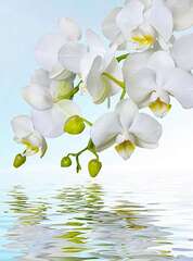 Фотопанно Divino Орхидея над водой (C-244)